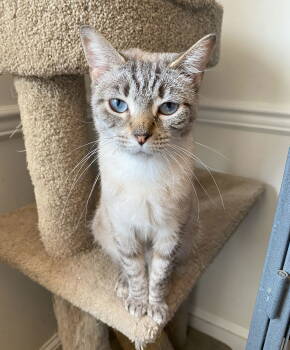Rescue Domestic Short Hair and Siamese Cats for Adoption in Gettysburg, Pennsylvania - Stormi (FeLV+) | PetCurious