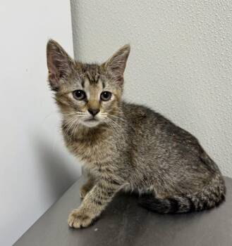 Chevy -  Tabby Cat for Adoption in Hornell, New York - Chevy | PetCurious