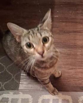 KIRSTEN -  Domestic Short Hair Cat for Adoption in San Antonio, Texas - KIRSTEN | PetCurious