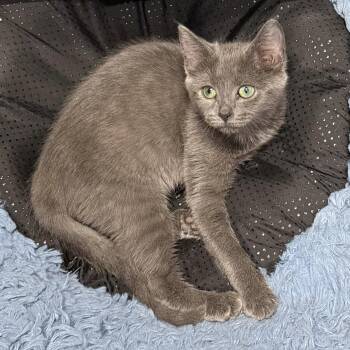 Little Bean -  Domestic Short Hair Cat for Adoption in Elkins, West Virginia - Little Bean | PetCurious
