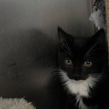 Cheese -  Domestic Medium Hair Cat for Adoption in Wappingers Falls, New York - Cheese | PetCurious
