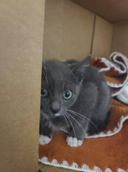 DUSKY -  Domestic Short Hair Cat for Adoption in Hayward, California - DUSKY | PetCurious