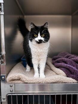 Cynthia -  Domestic Short Hair Cat for Adoption in Orland Hills, Illinois - Cynthia | PetCurious