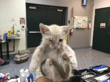 A1924164 -  Siamese Cat for Adoption in Thousand Palms, California - A1924164 | PetCurious