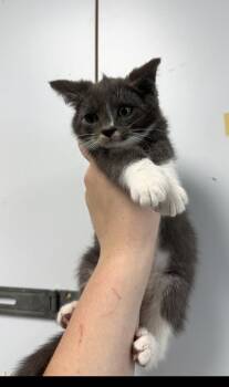 Rescue Domestic Short Hair Cats for Adoption in Salisbury, Maryland - Hero | PetCurious