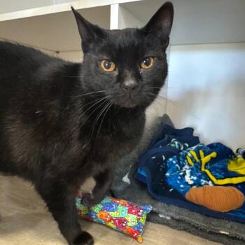 Siggy -  Domestic Short Hair Cat for Adoption in Port Angeles, Washington - Siggy | PetCurious