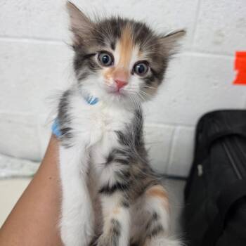 Peek -  Domestic Medium Hair Cat for Adoption in Edinburg, Texas - Peek | PetCurious