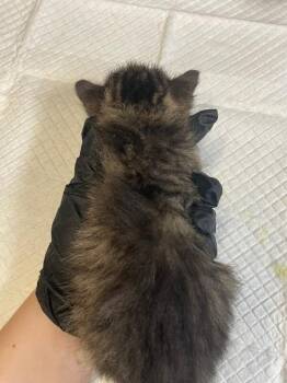 Soap -  Domestic Short Hair Cat for Adoption in Cincinnati, Ohio - Soap | PetCurious