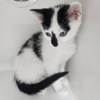 Andreas -  Domestic Short Hair Cat for Adoption in Gainesville, Florida - Andreas | PetCurious
