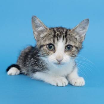 Dusty -  Domestic Short Hair Cat for Adoption in Franklin, Tennessee - Dusty | PetCurious