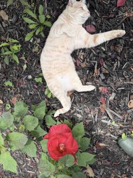 Nico (Courtesy Listing) -  Domestic Short Hair Cat for Adoption in Williamsburg, Iowa - Nico (Courtesy Listing) | PetCurious