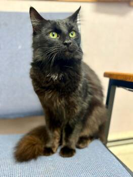Domestic Medium Hair Cats Available for Adoption - Oswald | PetCurious