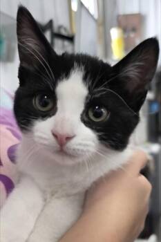 Rubarb -  Domestic Short Hair Cat for Adoption in Simcoe, Ontario - Rubarb | PetCurious