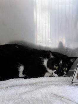 Rescue Domestic Short Hair Cats for Adoption - BRIDGETTE | PetCurious