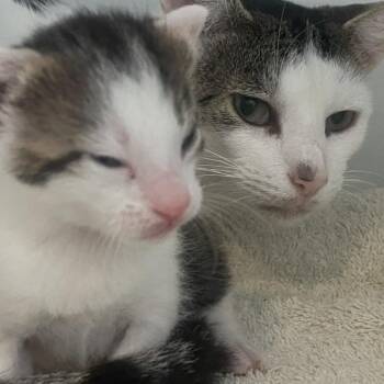 Morocco -  Domestic Short Hair Cat for Adoption in Philadelphia, Pennsylvania - Morocco | PetCurious