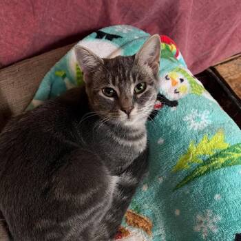 Domestic Short Hair Cats Available for Adoption in Winchester, Virginia - Grayson | PetCurious