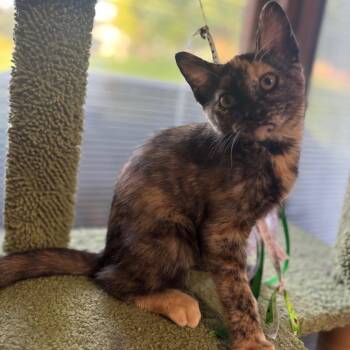 Toffee -  Domestic Short Hair Cat for Adoption in Marshalltown, Iowa - Toffee | PetCurious