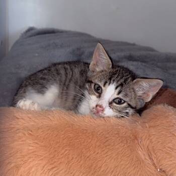 Rescue Domestic Short Hair Cats for Adoption in San Pablo, California - GumDrop | PetCurious