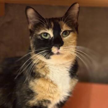 Isobu -  Domestic Short Hair Cat for Adoption in Tucson, Arizona - Isobu | PetCurious