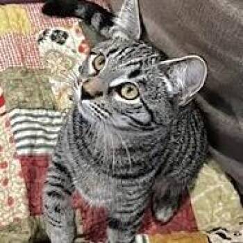 Smaug -  Domestic Short Hair Cat for Adoption in Springfield, Oregon - Smaug | PetCurious