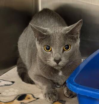 Dru -  Domestic Short Hair Cat for Adoption in Ocala, Florida - Dru | PetCurious