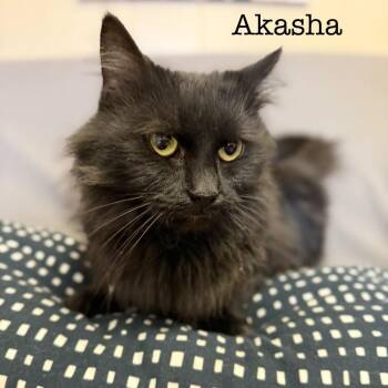 Domestic Long Hair Cats Available for Adoption - Akasha *Meet Me At Lakeville Petsmart* | PetCurious