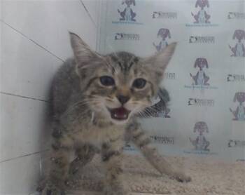 Domestic Short Hair Cats Available for Adoption in Orlando, Florida - A594522 | PetCurious