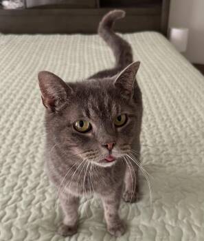 Domestic Short Hair Cats Available for Adoption - Camille | PetCurious