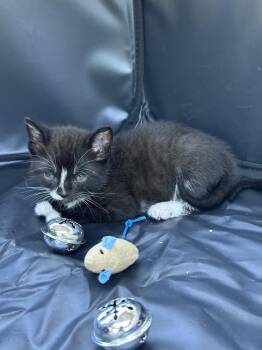 Wallflower -  Domestic Short Hair Cat Available for Adoption in Fremont, Nebraska - Wallflower | PetCurious