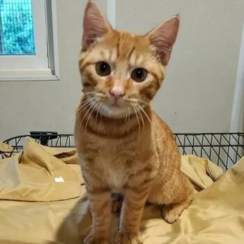 Amar berry -  Domestic Short Hair Cat for Adoption in Winthrop, Maine - Amar Berry | PetCurious