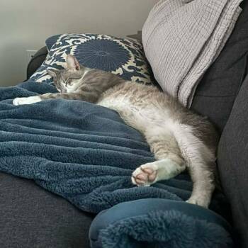 Grubby -  Tabby and Domestic Short Hair Cat for Adoption in Gladstone, Oregon - Grubby | PetCurious