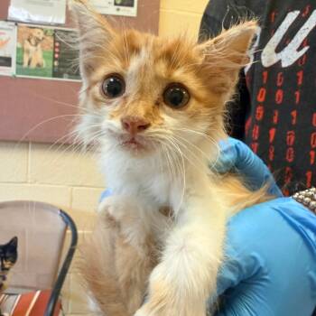 Fireball -  Domestic Medium Hair Cat for Adoption in Corinth, Mississippi - Fireball | PetCurious