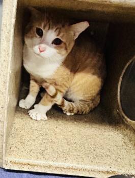 Domestic Short Hair Cats Available for Adoption - Duke | PetCurious
