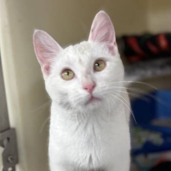 Domestic Short Hair Cats Available for Adoption in Charles City, Iowa - Mouse  | PetCurious