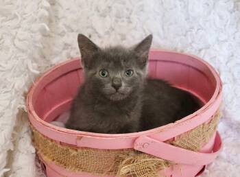 Daisey -  Russian Blue Cat for Adoption in St. Augustine, Florida - Daisey | PetCurious
