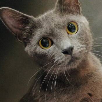 Macy -  Domestic Short Hair Cat for Adoption in Palestine, Texas - Macy | PetCurious