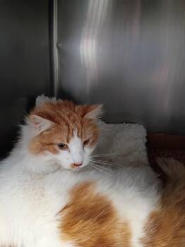 Domestic Long Hair Cats Available for Adoption in Pierceton, Indiana - Butterscotch | PetCurious
