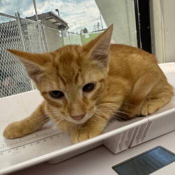 Ratchet -  Domestic Medium Hair Cat for Adoption in Columbiana, Alabama - Ratchet | PetCurious