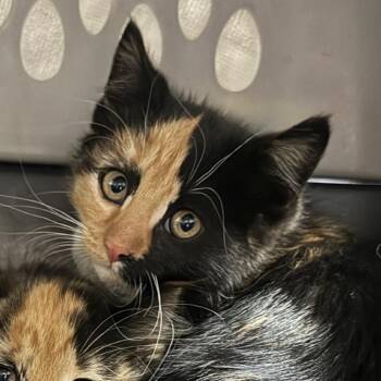 Sue Sylvester -  Domestic Medium Hair Cat for Adoption in West Olive, Michigan - Sue Sylvester | PetCurious