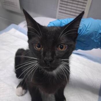 Onyx -  Domestic Short Hair Cat for Adoption in Summerville, South Carolina - Onyx | PetCurious