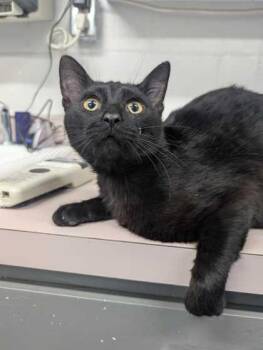 Domestic Short Hair Cats Available for Adoption - Rainier | PetCurious