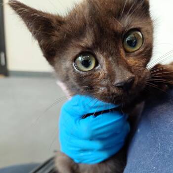 Vinny -  Domestic Short Hair Cat for Adoption in Allentown, Pennsylvania - Vinny | PetCurious