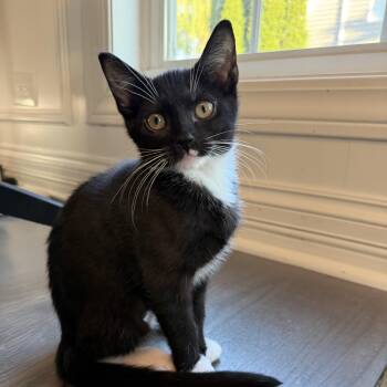 Domestic Short Hair Cats Available for Adoption in Plainfield, Illinois - Serrano | PetCurious
