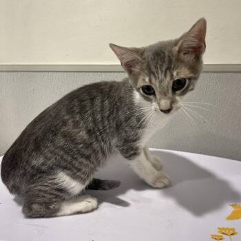 Short Bread -  Domestic Short Hair Cat for Adoption in Tampa, Florida - Short Bread | PetCurious