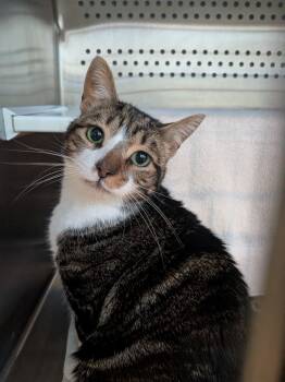 Rescue Domestic Short Hair Cats for Adoption in Hyde Park, New York - Topaz Clementine | PetCurious