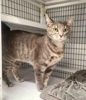 Pip -  Domestic Short Hair Cat for Adoption in Kirkland, Washington - Pip | PetCurious