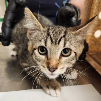 Ciabatta -  Domestic Short Hair Cat for Adoption in Reno, Nevada - Ciabatta | PetCurious