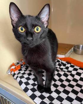 Jones -  Domestic Short Hair Cat for Adoption in Stillwater, Oklahoma - Jones | PetCurious
