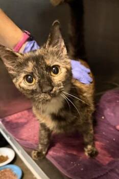Domestic Short Hair Cats Available for Adoption in Windsor, Connecticut - Josephine | PetCurious