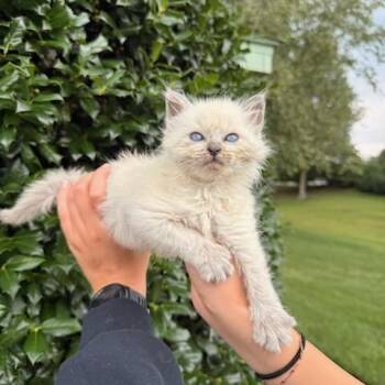 Saffron -  Domestic Short Hair Cat for Adoption in Fairfax Station, Virginia - Saffron | PetCurious